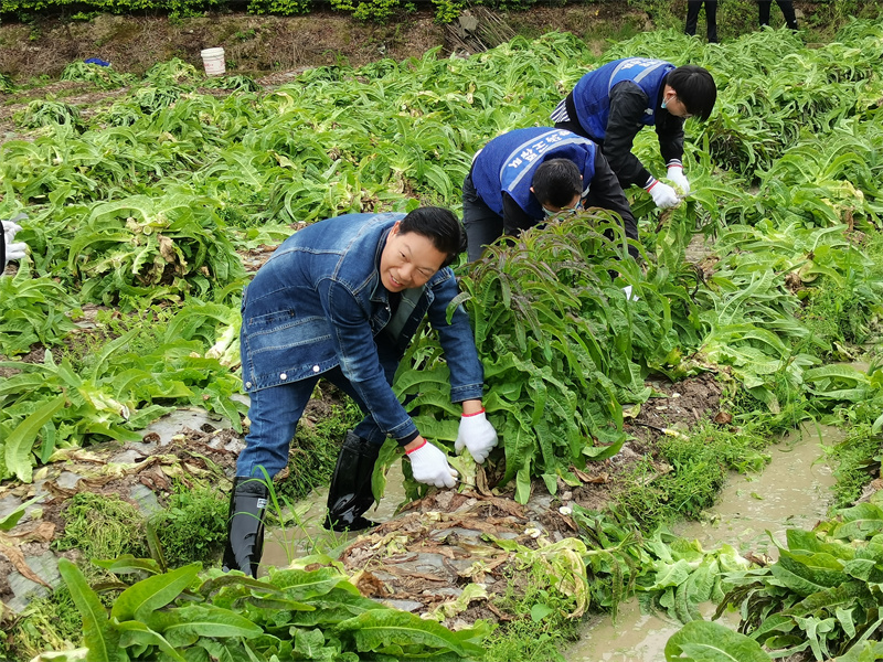 同良村駐村工作隊(duì)員收割萵筍.jpg